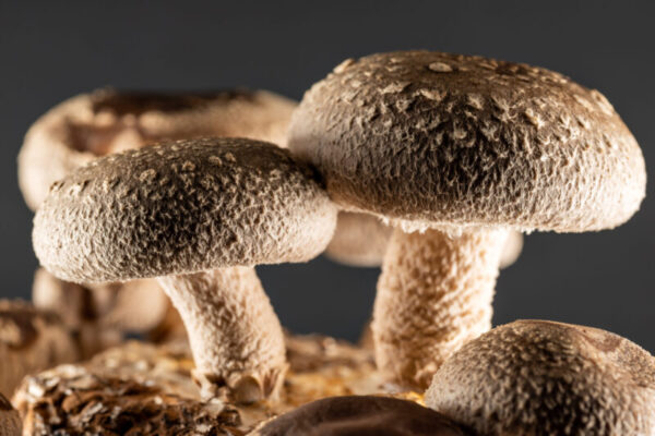 Shiitake mushroom under cultivation on bed log at home Shiitakés bio La Manse – Champignons de Bigorre