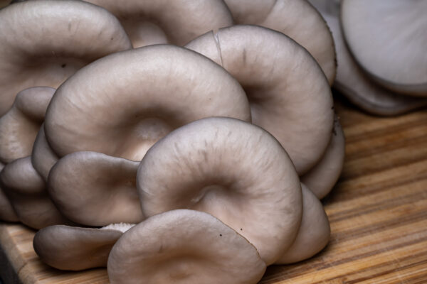 oyster mushrooms on a cutting board AdobeStock 6779471991 scaled | La Manse – Champignons de Bigorre