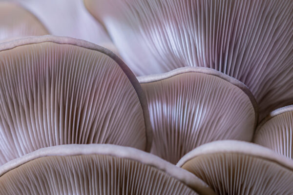 Mushroom texture pattern for design and decoration. Mushrooms macro. Edible mushrooms texture. Oyster mushroom pattern. Pleurotes bio cultivées à la ferme La Manse à Bagnères-de-Bigorre