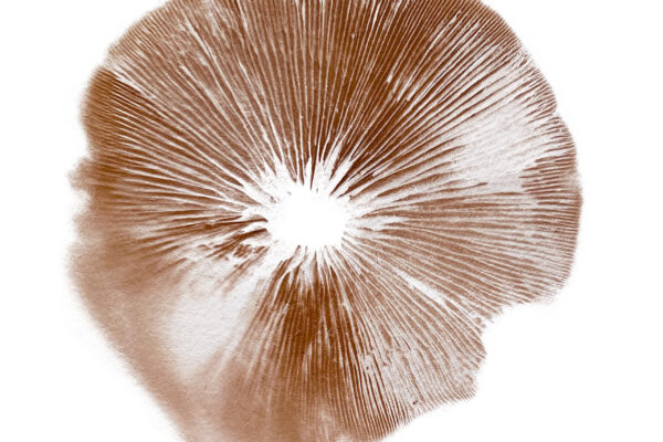 Cortinarius mushroom spore print isolated on white background empreinte de spores